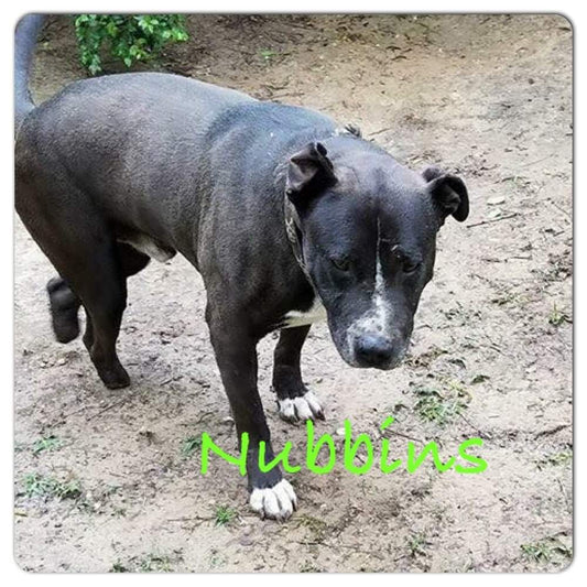 Meet Nubbins featured Rescue Pet for this week