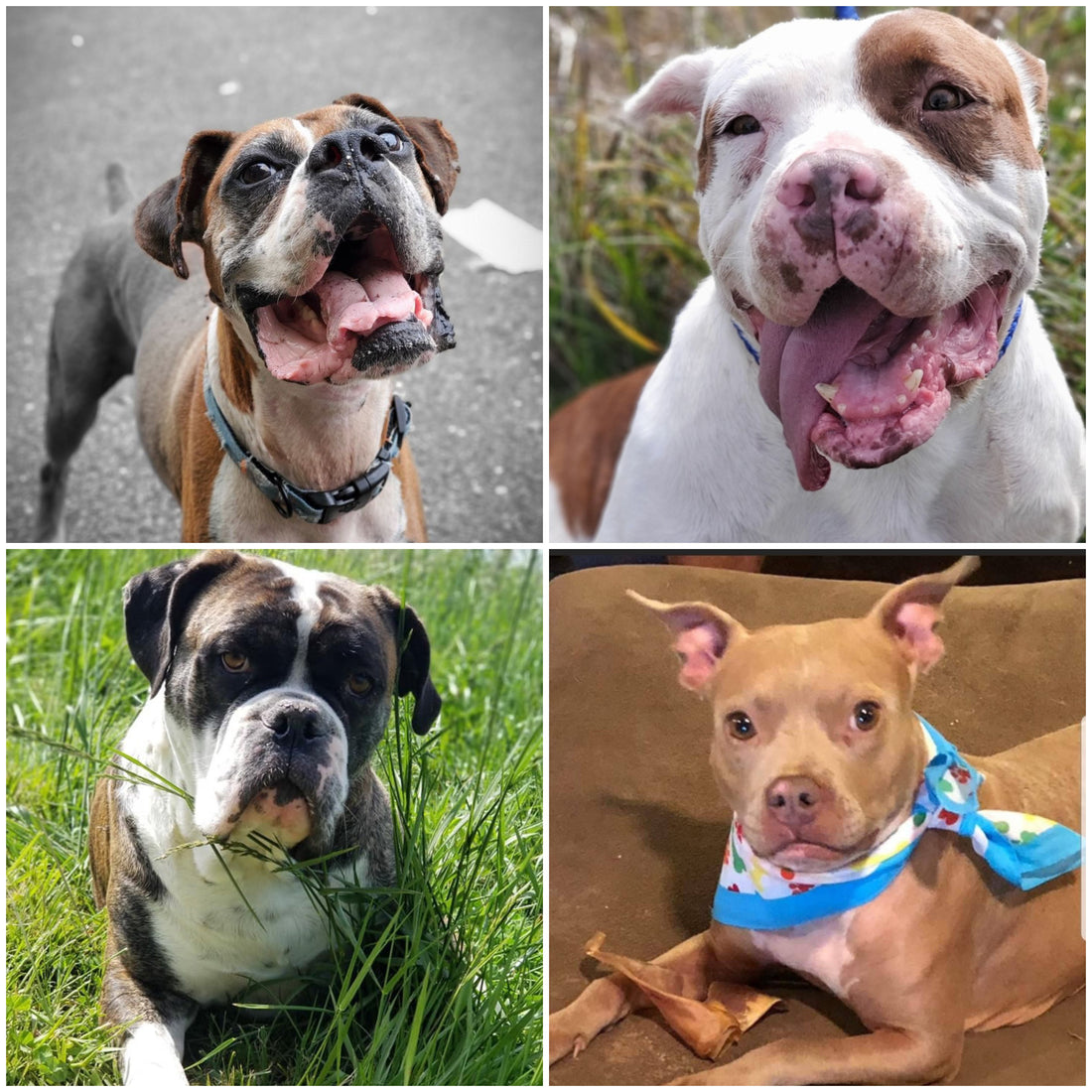 January Rescue! Welcome Arkabutla Rescue
