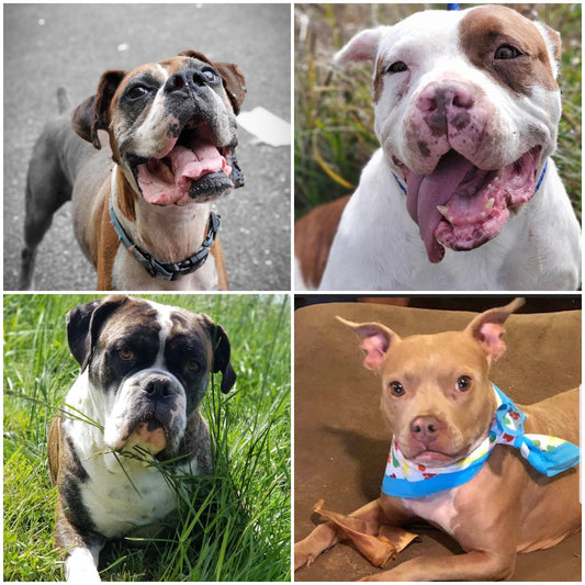 January Rescue!  Welcome Arkabutla Rescue