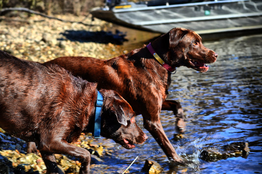 summer pet care tips