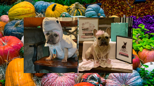 Happy Howloween from Stella and Squishy Faces