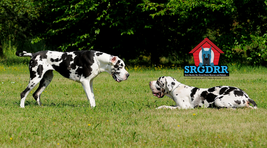 Welcome Our Friends at Save Rocky The Great Dane Rescue and Rehab