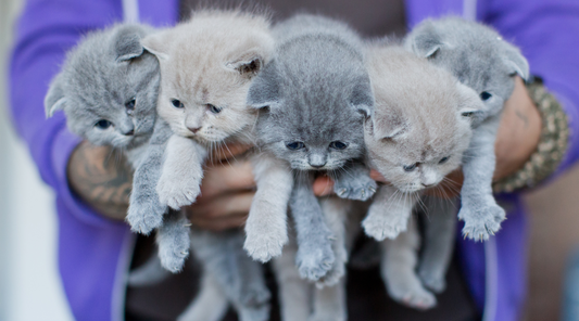 Facts About Cats You've Never Learned In School