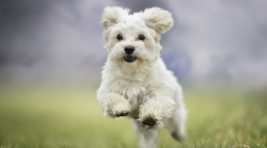 Fun Indoor And Outdoor Games To Play With Your Dog