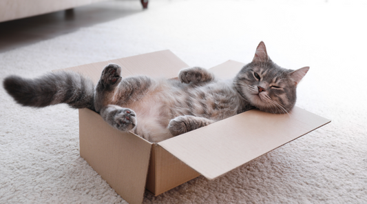 Fun Indoor Games To Play With Your Cat