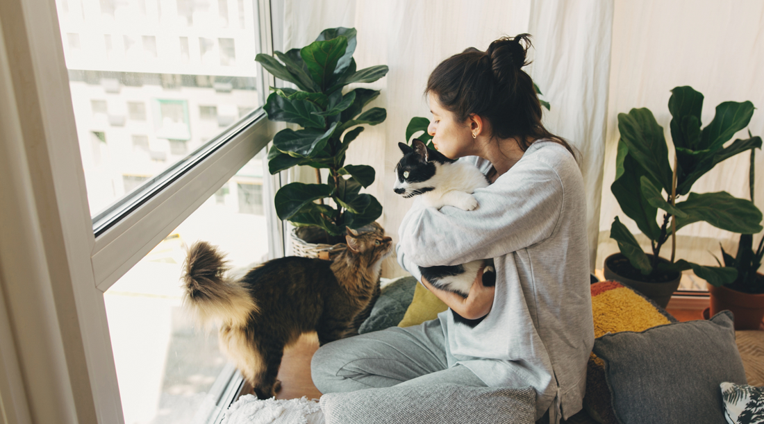 Health Benefits Of Having A Cat In Your Life