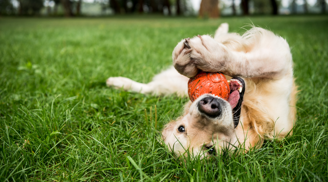 Tips For Improving Your Dog’s Recall