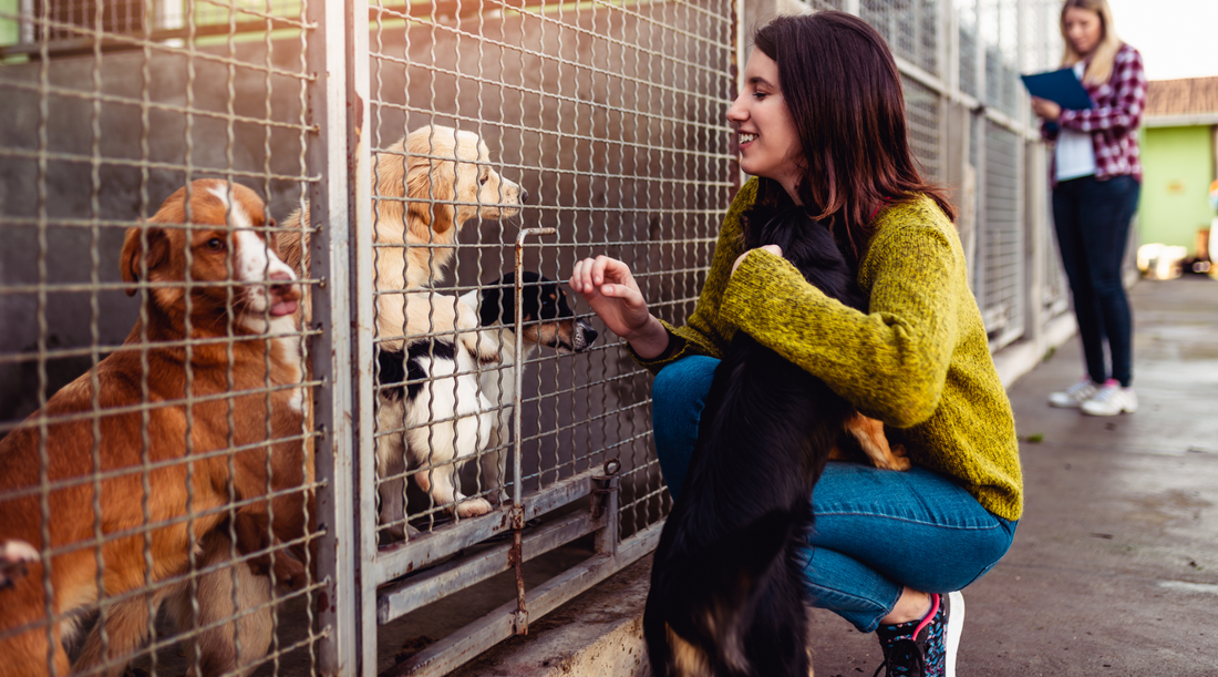 What Should You Expect When Adopting A Dog From A Shelter?