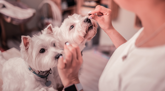 Benefits of Dogs?