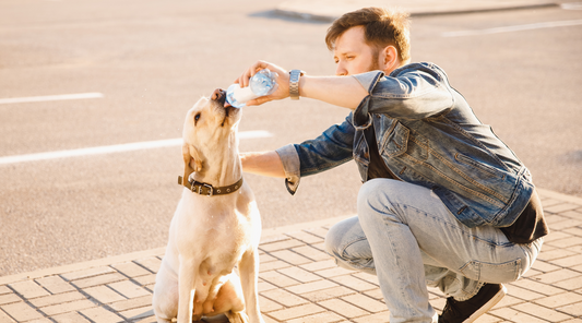 Overheating In Dogs: Signs And Solutions