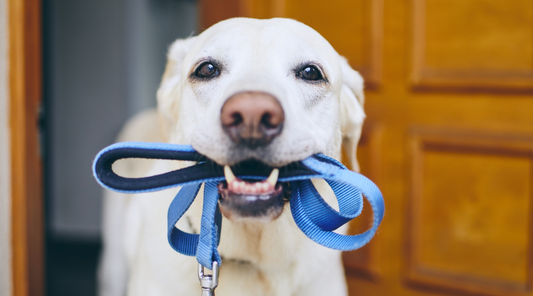 The Importance Of Daily Walks For Your Dog