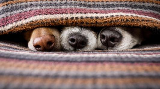 These Are The Common Mistakes New Dog Owners Make