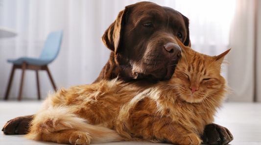 Steps To Successfully Introducing A Dog To A Cat