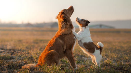 Should You Get A Second Dog?
