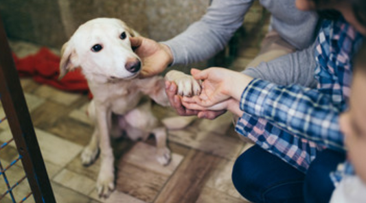Reasons To Adopt And Not Shop For A New Dog