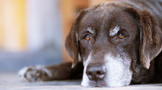 How To Care For A Senior Dog