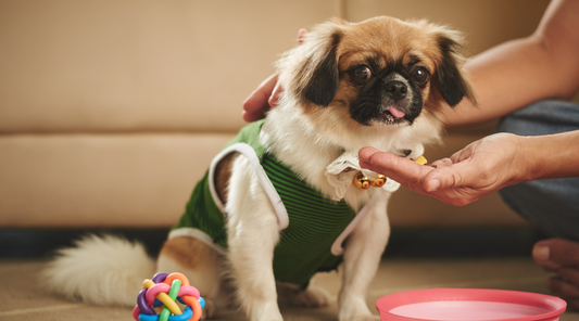 Tips For Keeping Your Dog Happy And Healthy