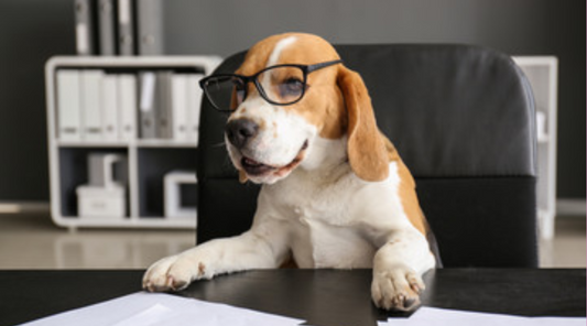 How To Communicate With Your Dog More Effectively