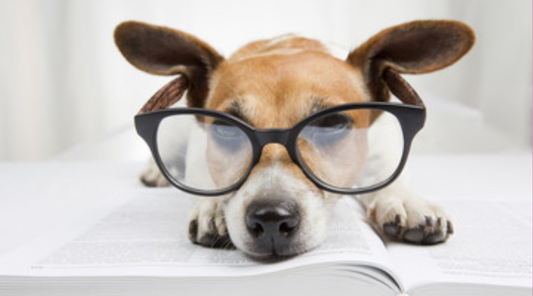 Facts About Dogs You've Never Learned In School