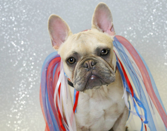 Squishy Faces Custom Pet Lovers Clothing