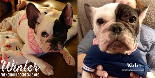 Winter The Dog : French Bulldog Rescue Network Spotlight
