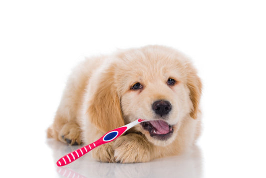 pet lover gifts