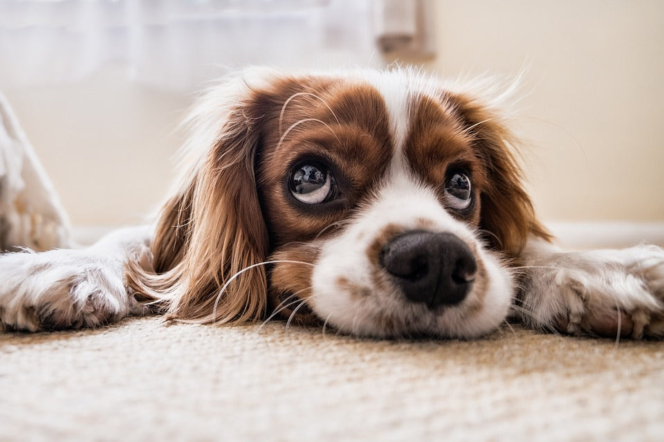 dog lover gifts