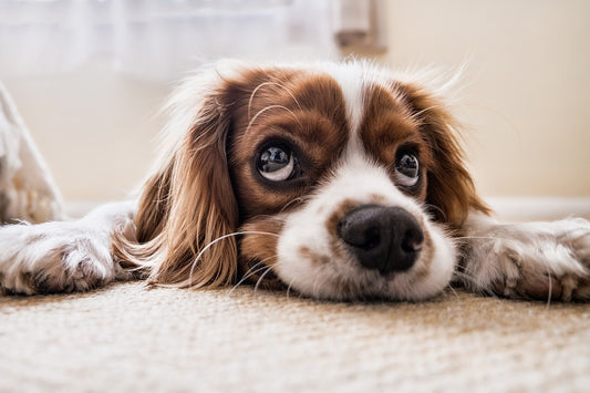 dog lover gifts
