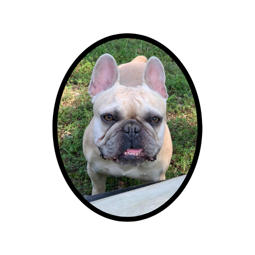 Cute pet dog named Potato