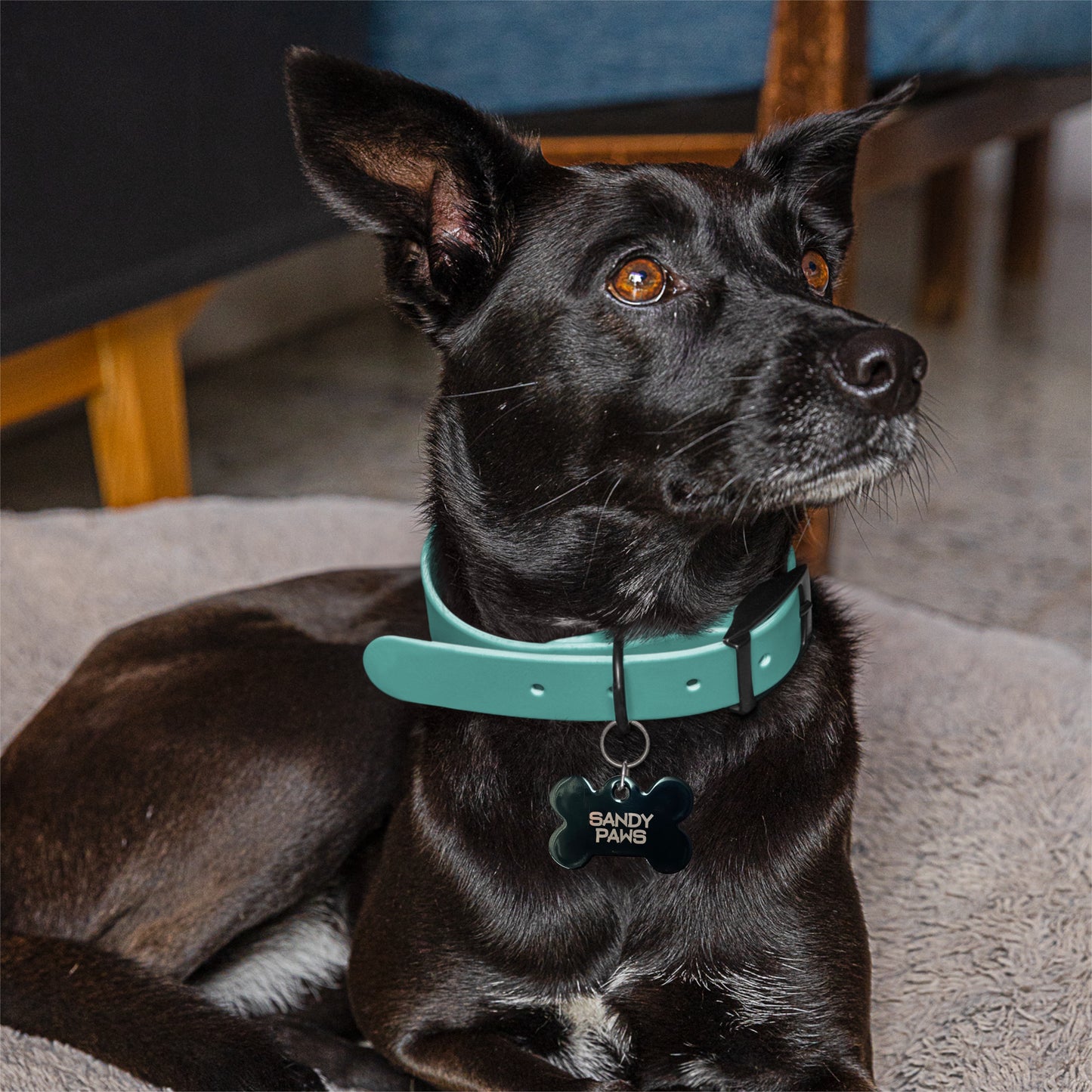Sandy Paws Dog Tags