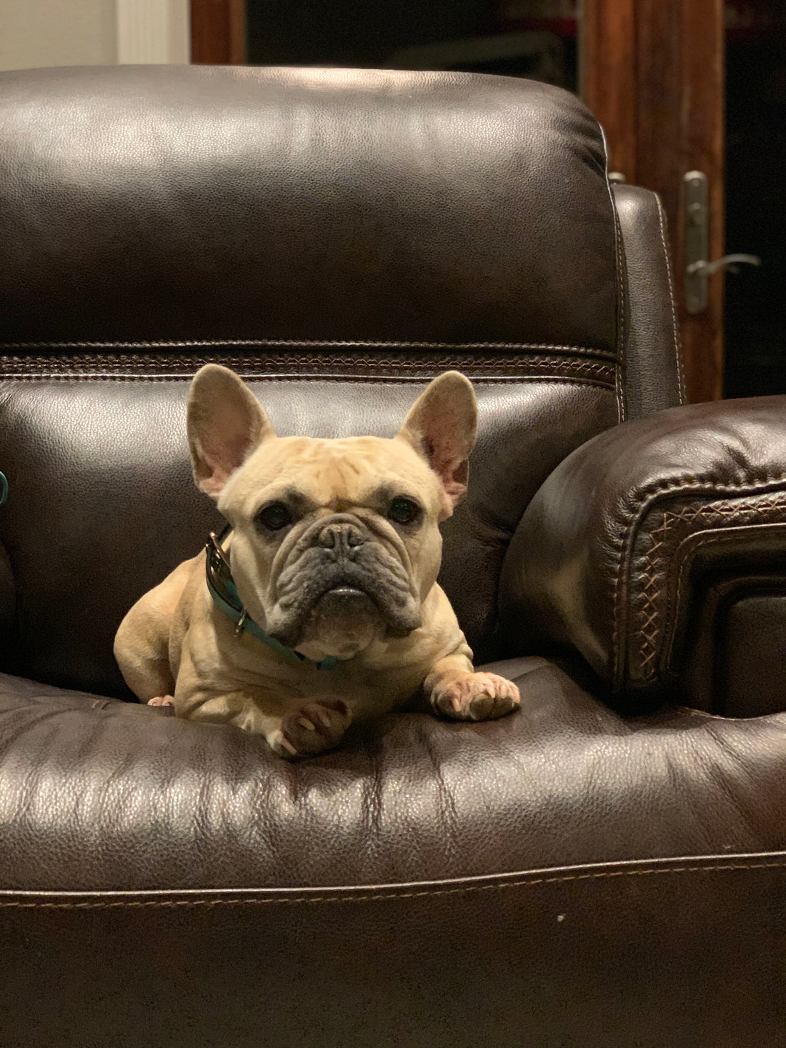 When you are just a Sassy Frenchie Puppy