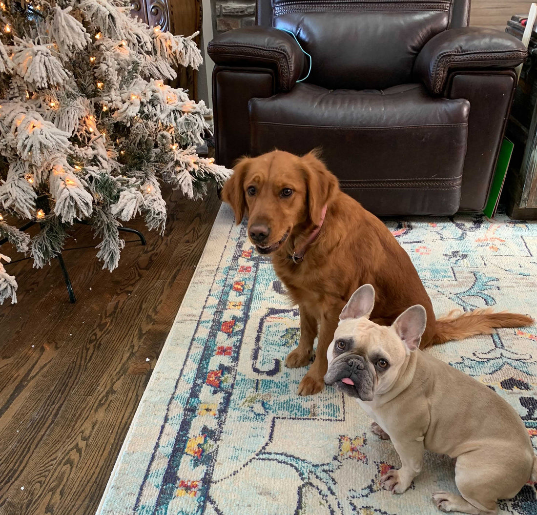 Merry Christmas from Stella and Bailey 12-1-21