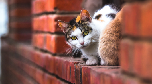 Busting Common Myths About Cats