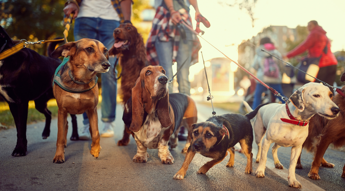 Tips For Mastering The Art Of Dog Walking