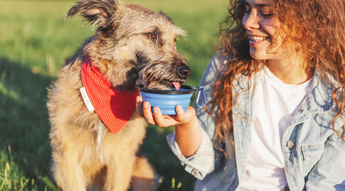 Tips For Keeping Your Dog Cool In The Summer Heat