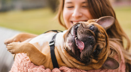 Ways To Improve Your Relationship With Your Dog