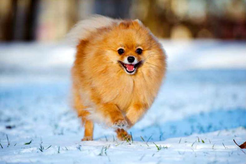 Winter Weather Tips For Your Dog