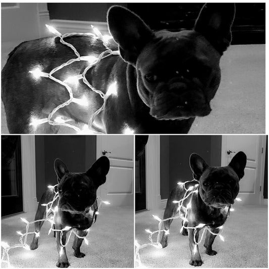 cute french bulldog wrapped in christmas lights