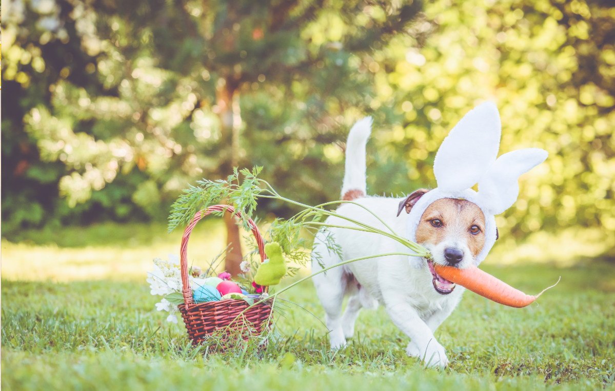 Easter apparel for sales dogs