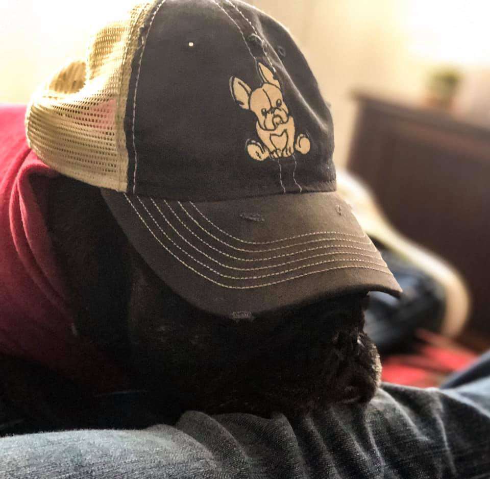 french bulldog on trucker hat